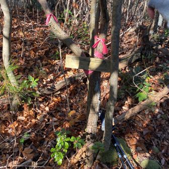 分岐
まずは頂上へ
帰りは政畝バス停方面へ