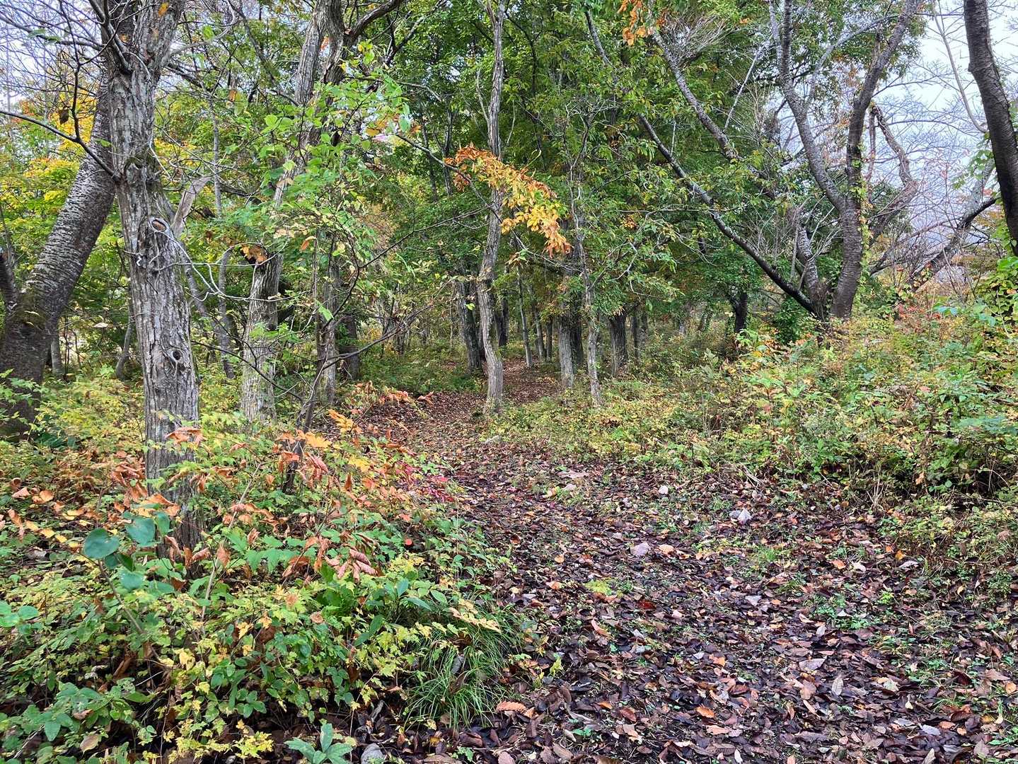 舗装道路の脇の登山道を行きます。🚶‍♀️