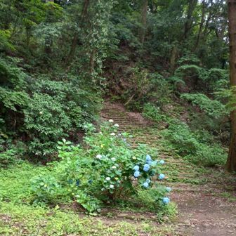 なるべく山の中歩く