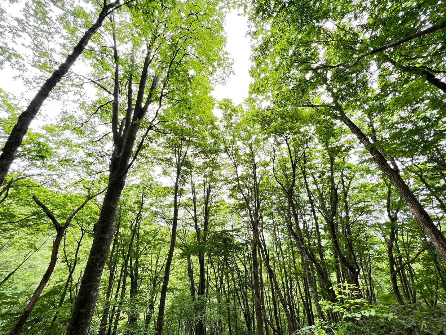 ひろしま県民の森登山口-牛曳山登山口 周回コースの写真