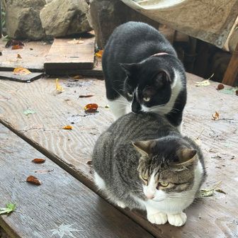宿坊街の猫たち🐈🐈‍⬛