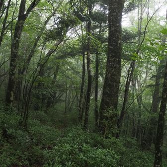いい雰囲気の森