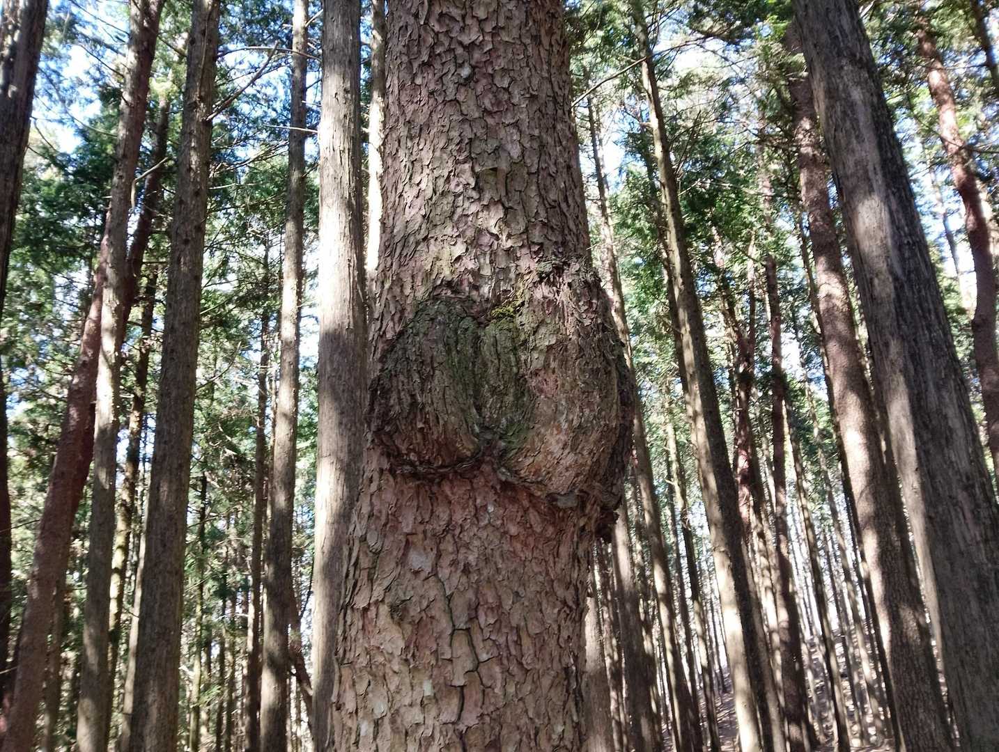 えっちい木を発見
しかもその下には