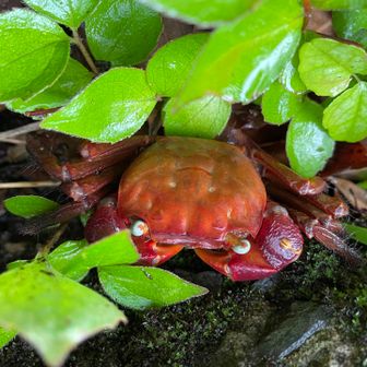 🦀「早く通れよ〜💦」ごめんよー