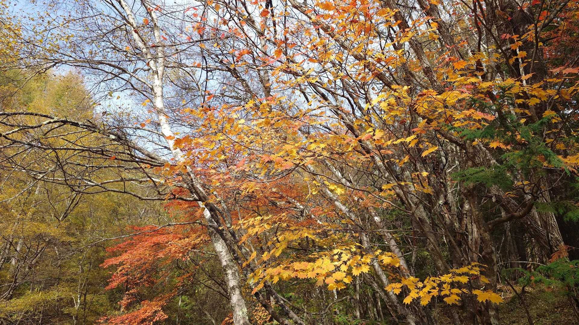 八ケ岳山荘登山口-阿弥陀岳-赤岳-横岳-硫黄岳 周回コースの写真