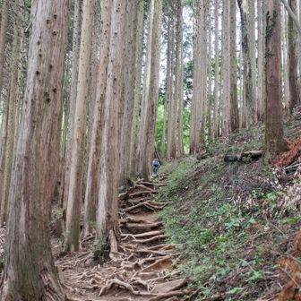 再び杉林をすぎると