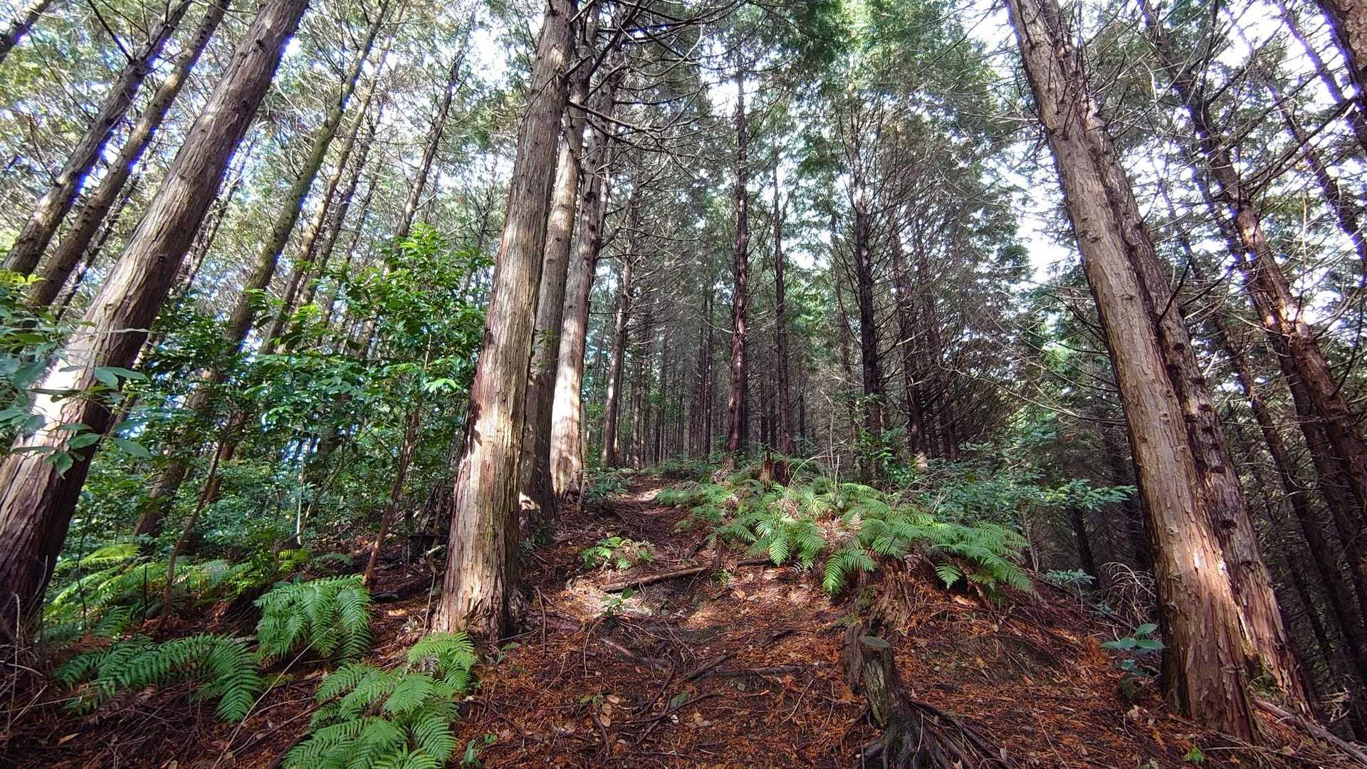 丸岳 方向 、良く踏まれて良い道のような。
後でルートを見ると、このまま登ったら最短で 丸岳 へ行けたような？。
