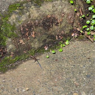 ニホントカゲ🦎