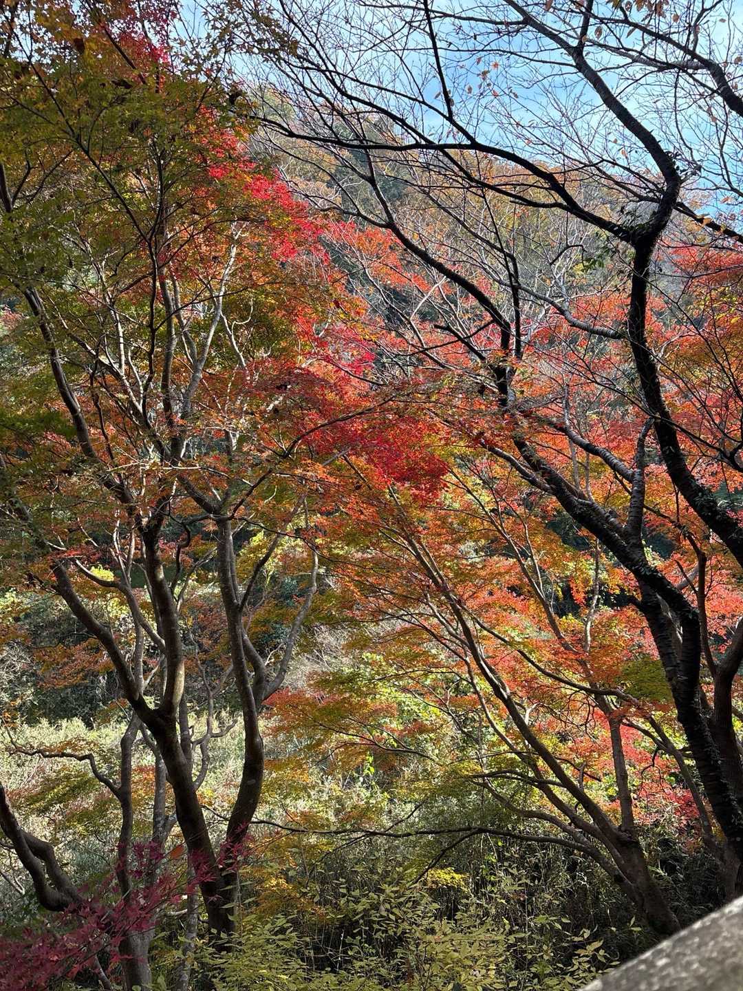 紅葉🍁が綺麗です。