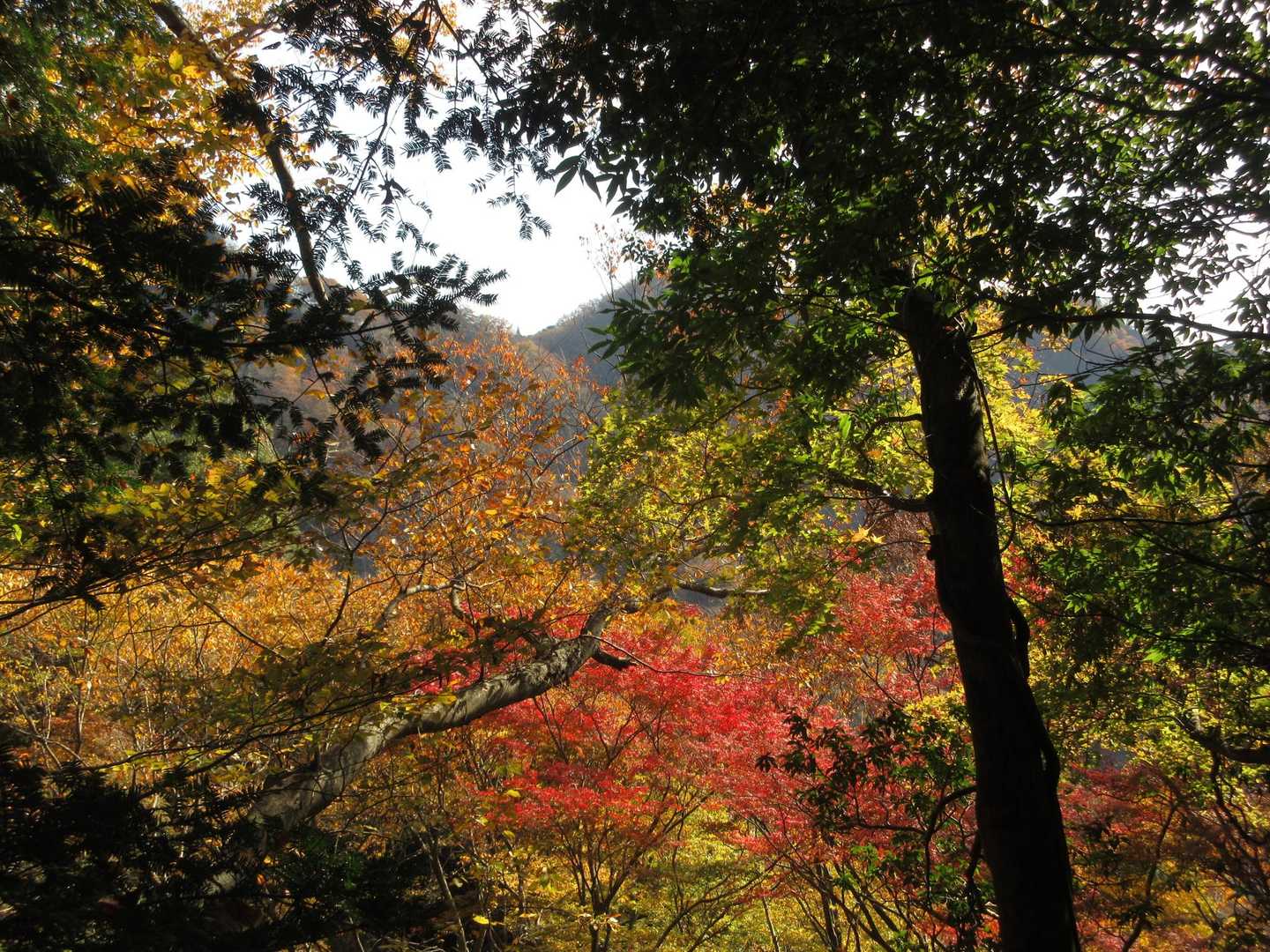 
急登が続き、時折足を止めては紅葉に目をやりつつ息を整える
🍁🍂😀💦

