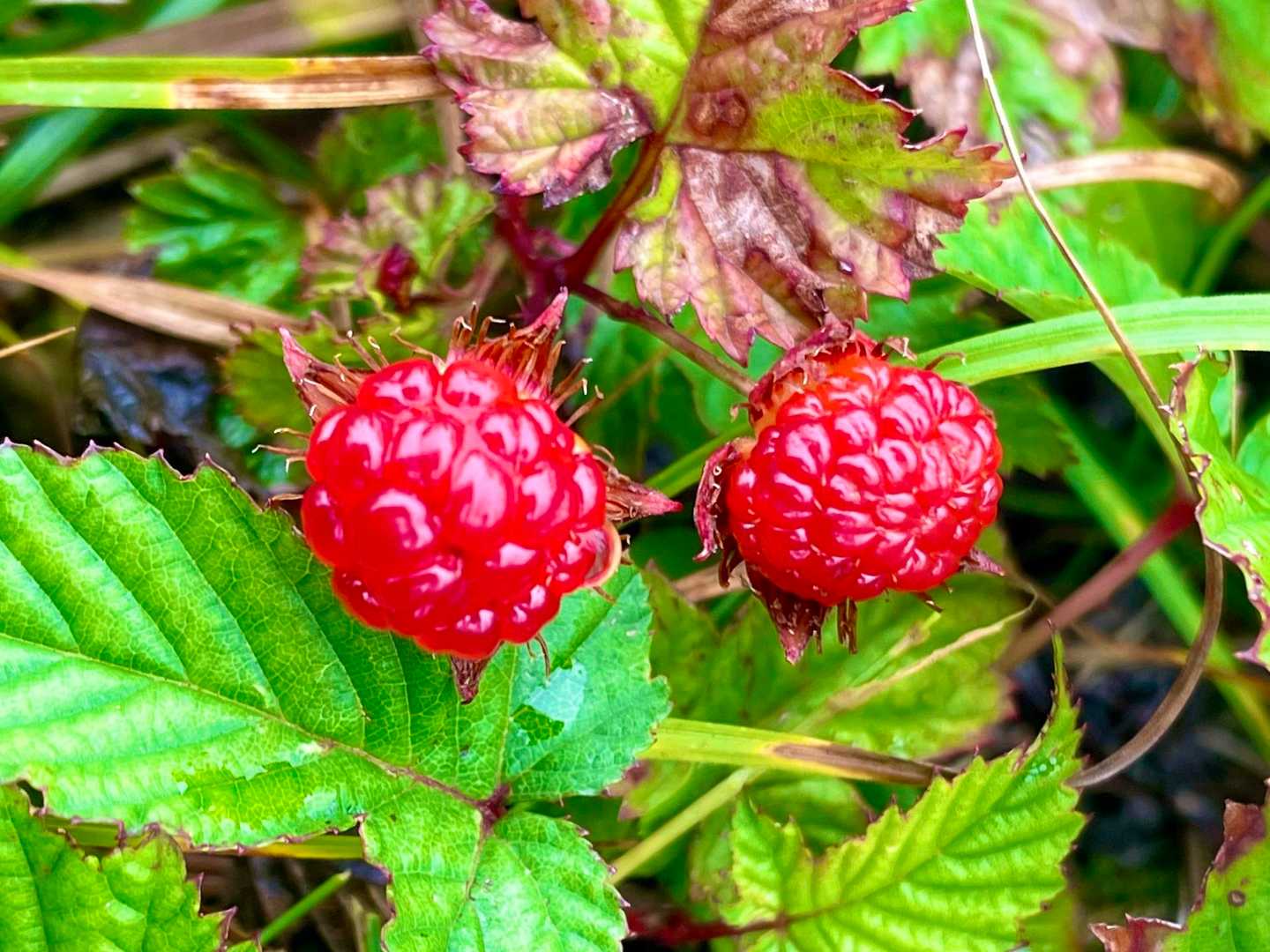 実になってまん丸🔴