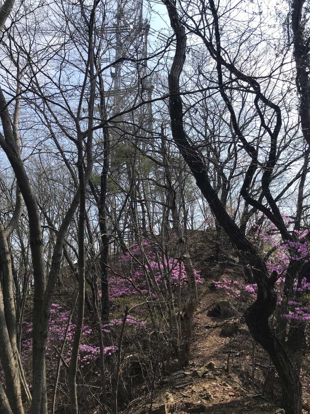 鉄塔近くのミツバツツジの群生