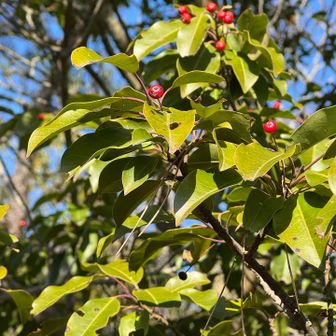 ソヨゴの赤い実