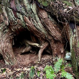 あなぽこ🟤
誰のお家かなぁ。おーい！