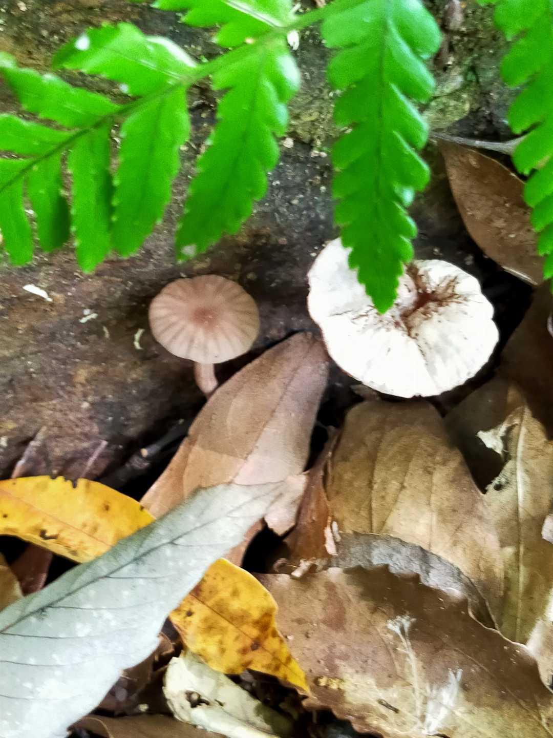 ここにも🍄