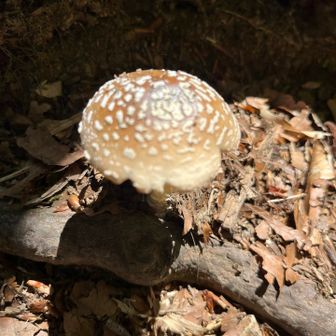🍄‍🟫