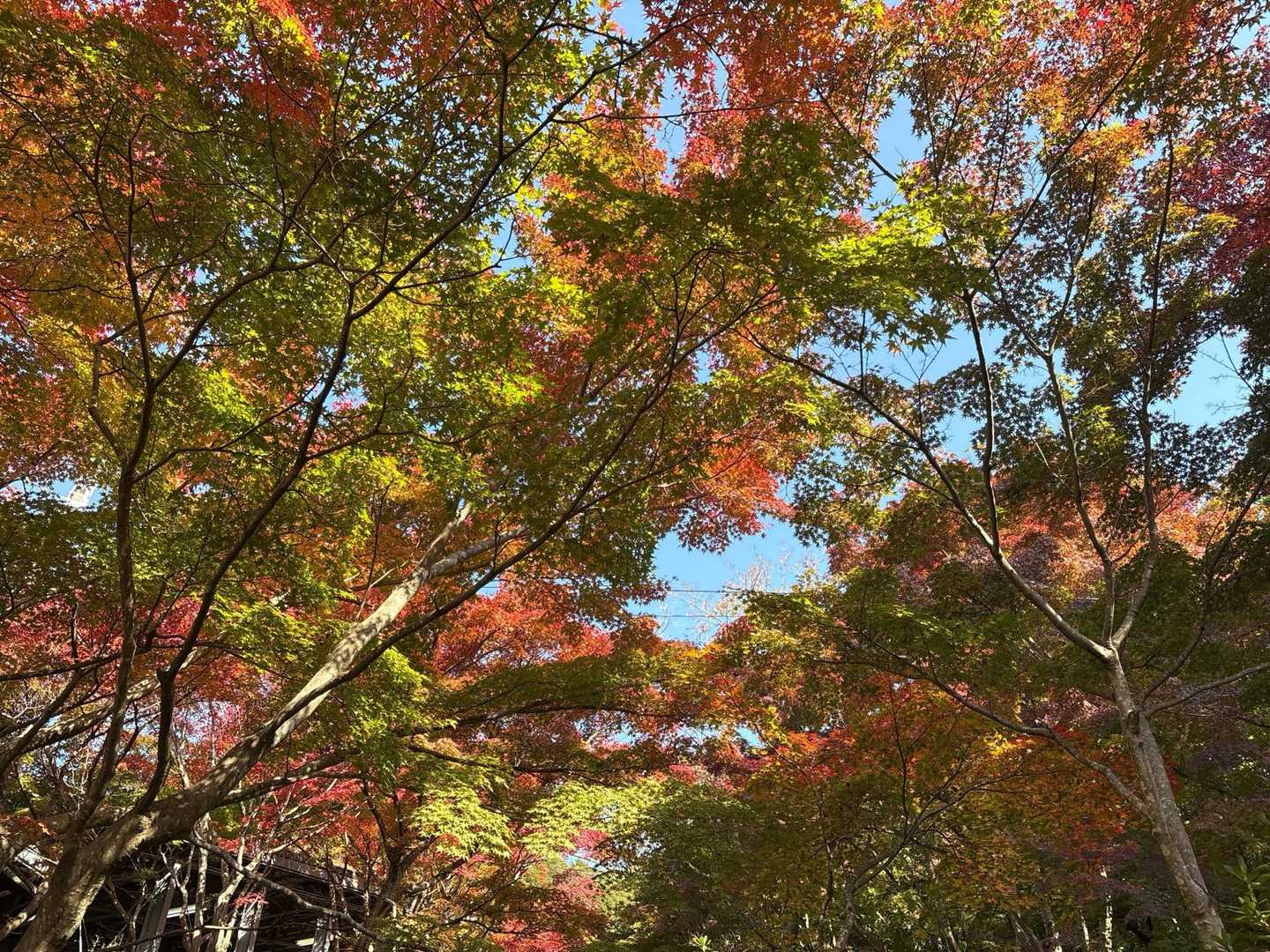 紅葉の具合をチェック　