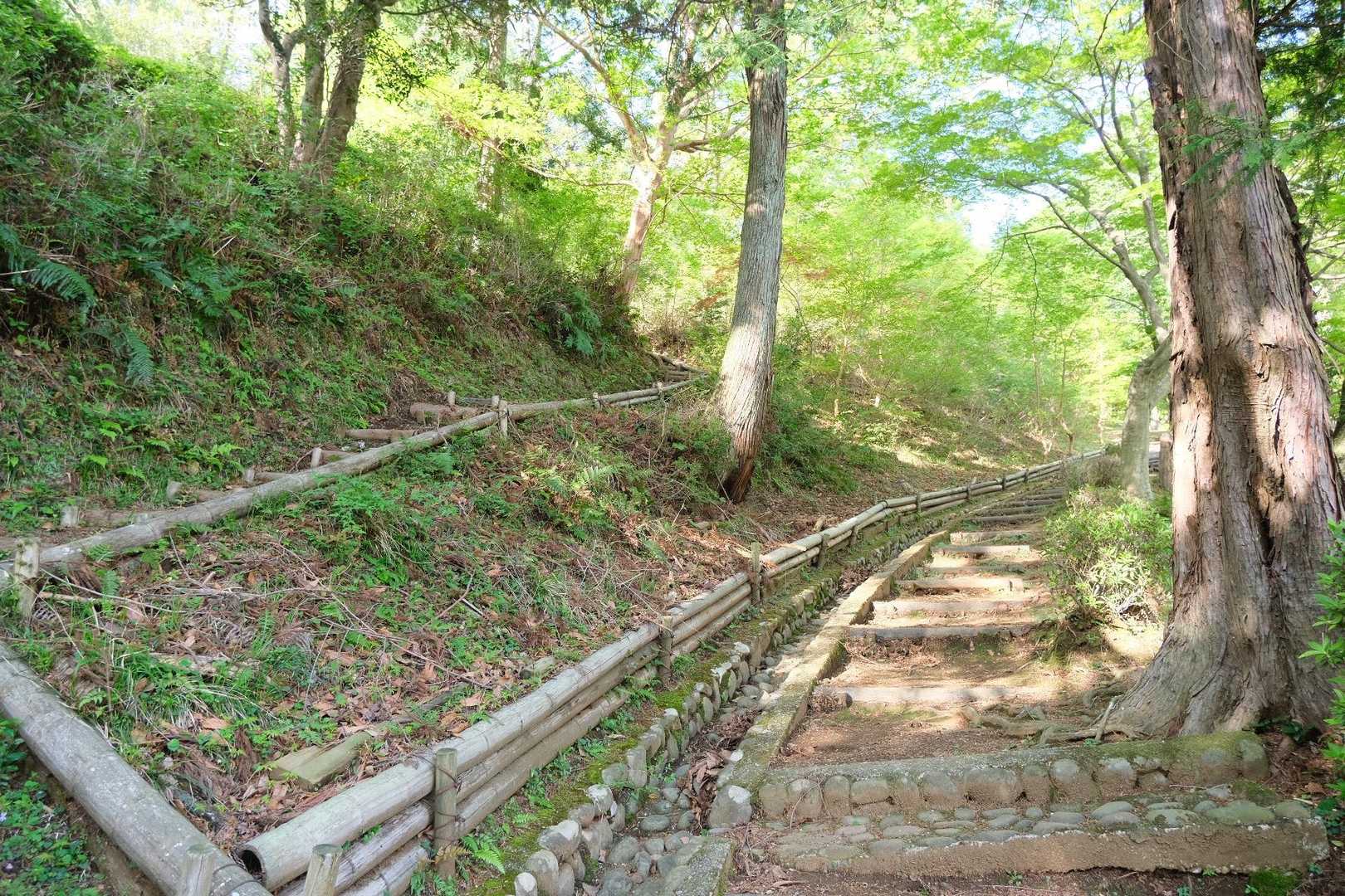 新緑がキレイ
