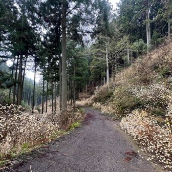 ミツマタが路上まで広がってる。
下山途中もミツマタ鑑賞に来られる何人かの人とすれ違うほど、人気のお山🌼

ワタシもたっぷりミツマタ観れてよかったデス👍