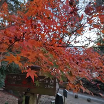 まだ少しありました🍁