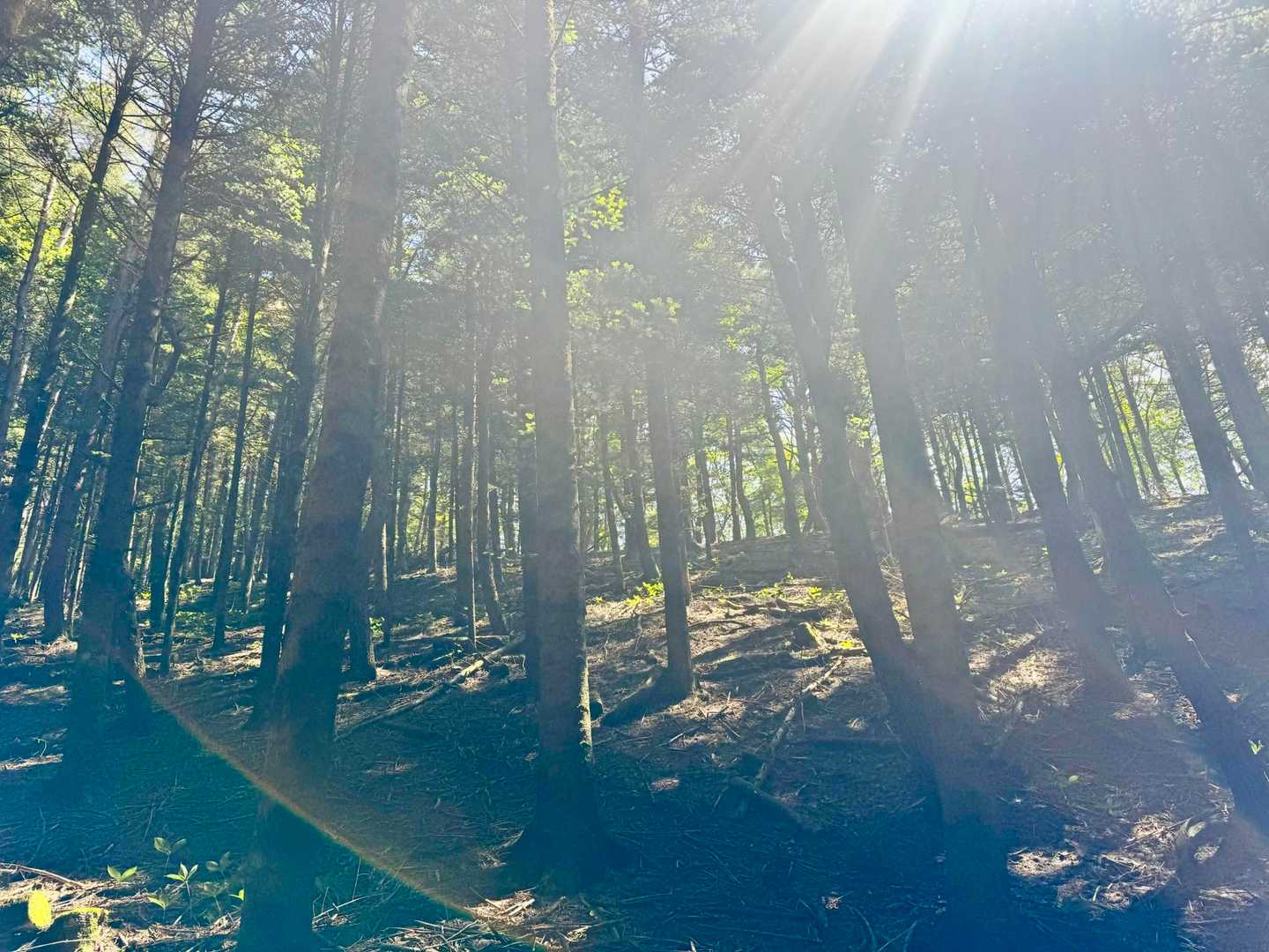 桑留尾登山口-十二ヶ岳 往復コースの写真