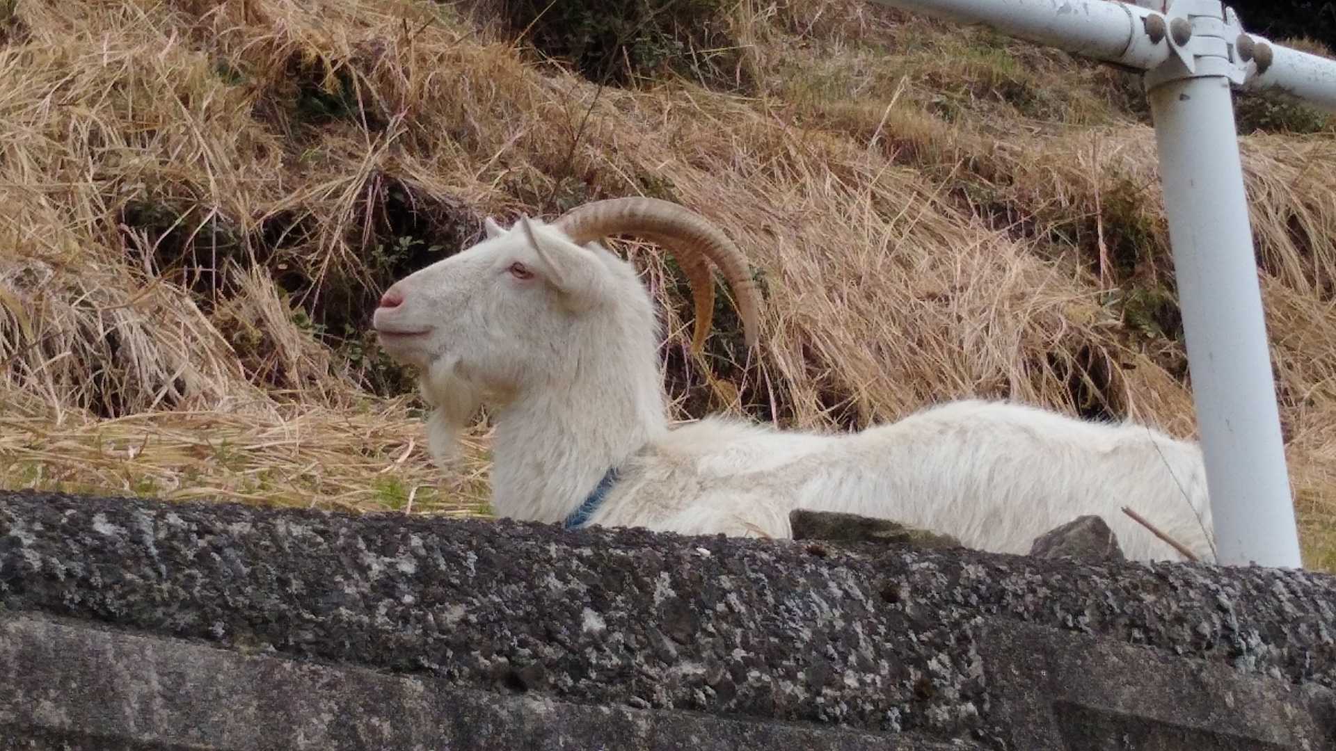 帰り道で再び　なんかスカした感じの山羊です