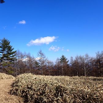 見晴台に到着。見晴らしポイントらしいが一面木が生い茂ってて眺め良くない😓