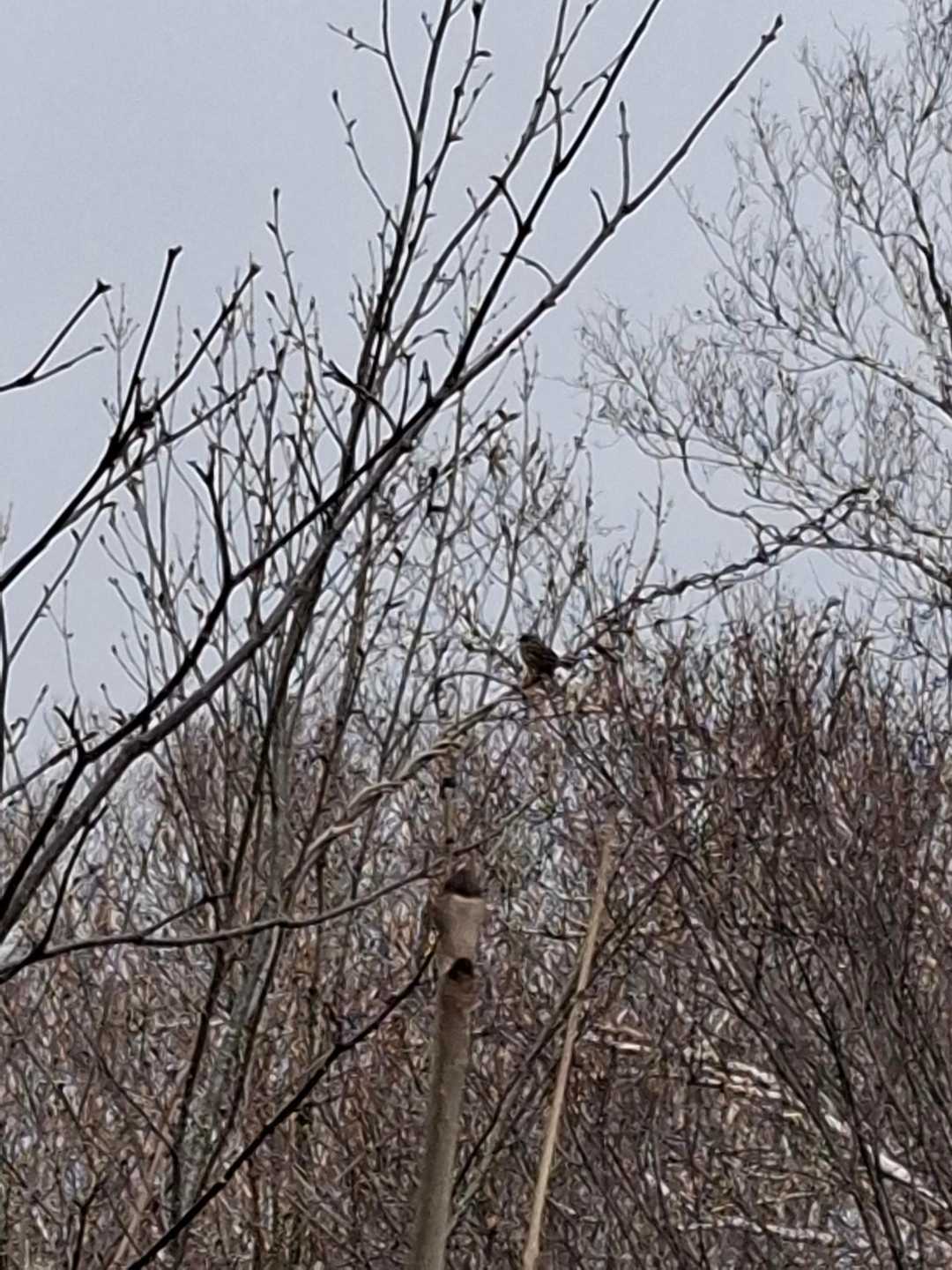鳥🐦️見つけたので撮ってみた…よ～く見ているよ
スマホと私の限界😢