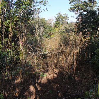 運び出された道は荒れている
左の尾根から歩く