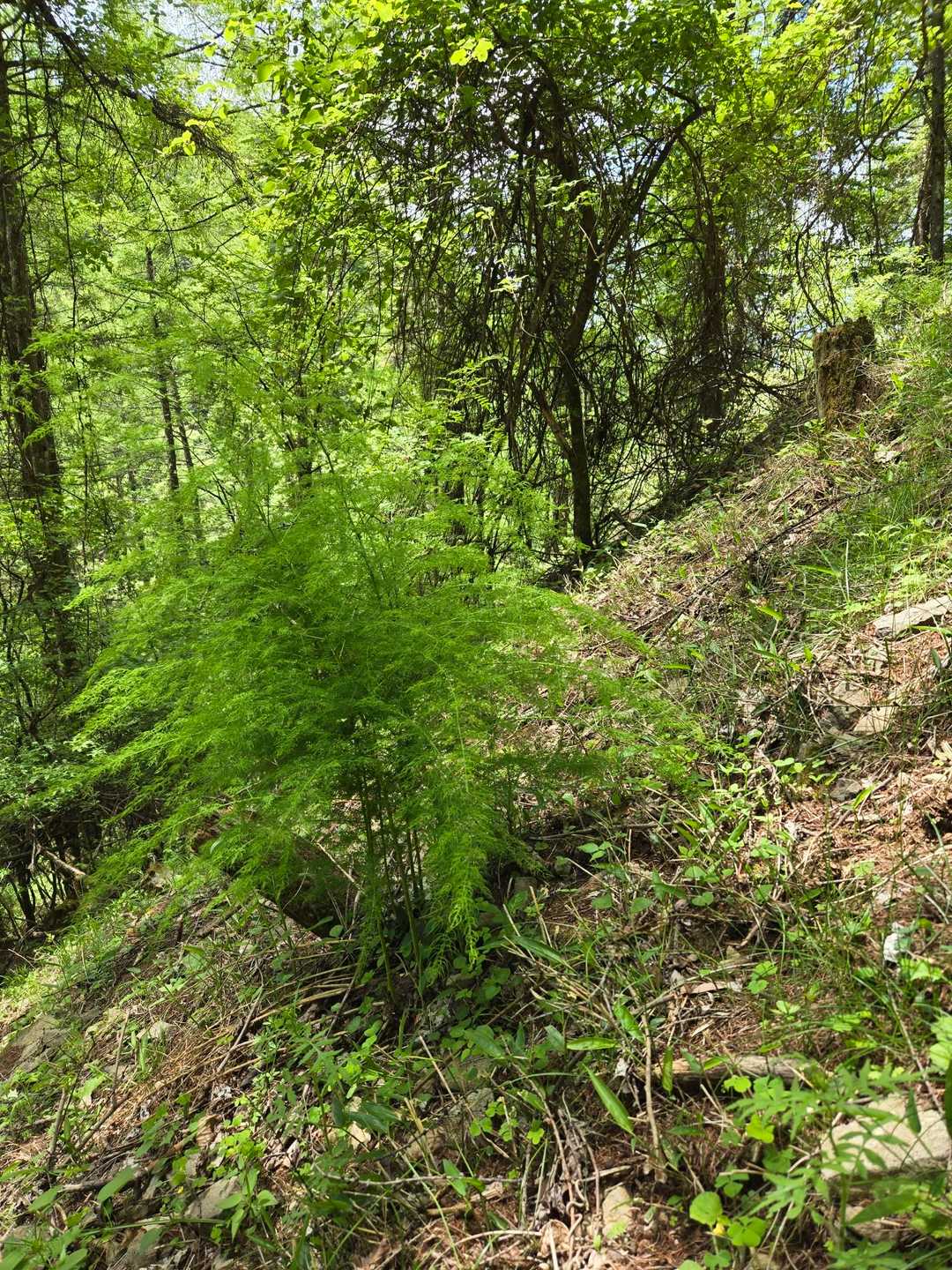 アスパラ🌿
山中に何ヵ所か自生してました（笑）