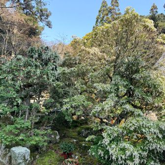 事務所の馬酔木も満開です