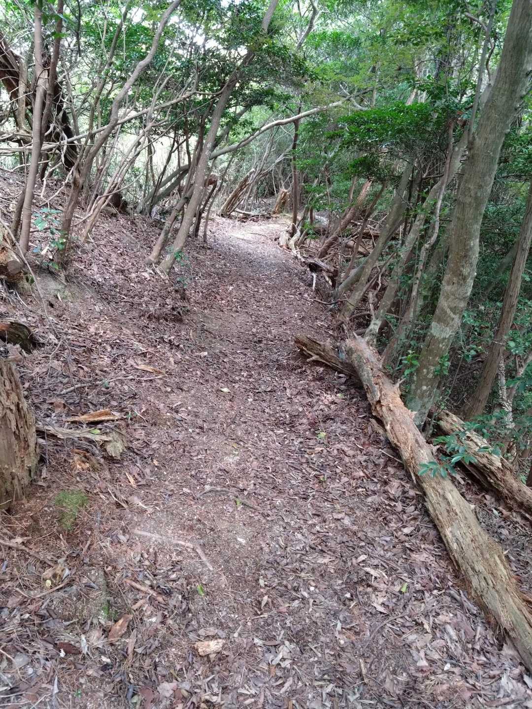 春菊は最後の方に入れる派です🍲