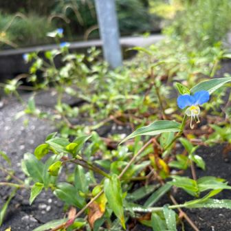 露草。