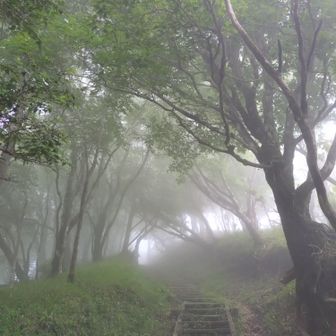 登山道も幻想的✨️