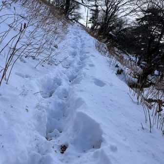 ふかふか過ぎてちょっと歩き難い
このルートは狭い所あるので⚠️です
ズルズル〜といきそうになりました