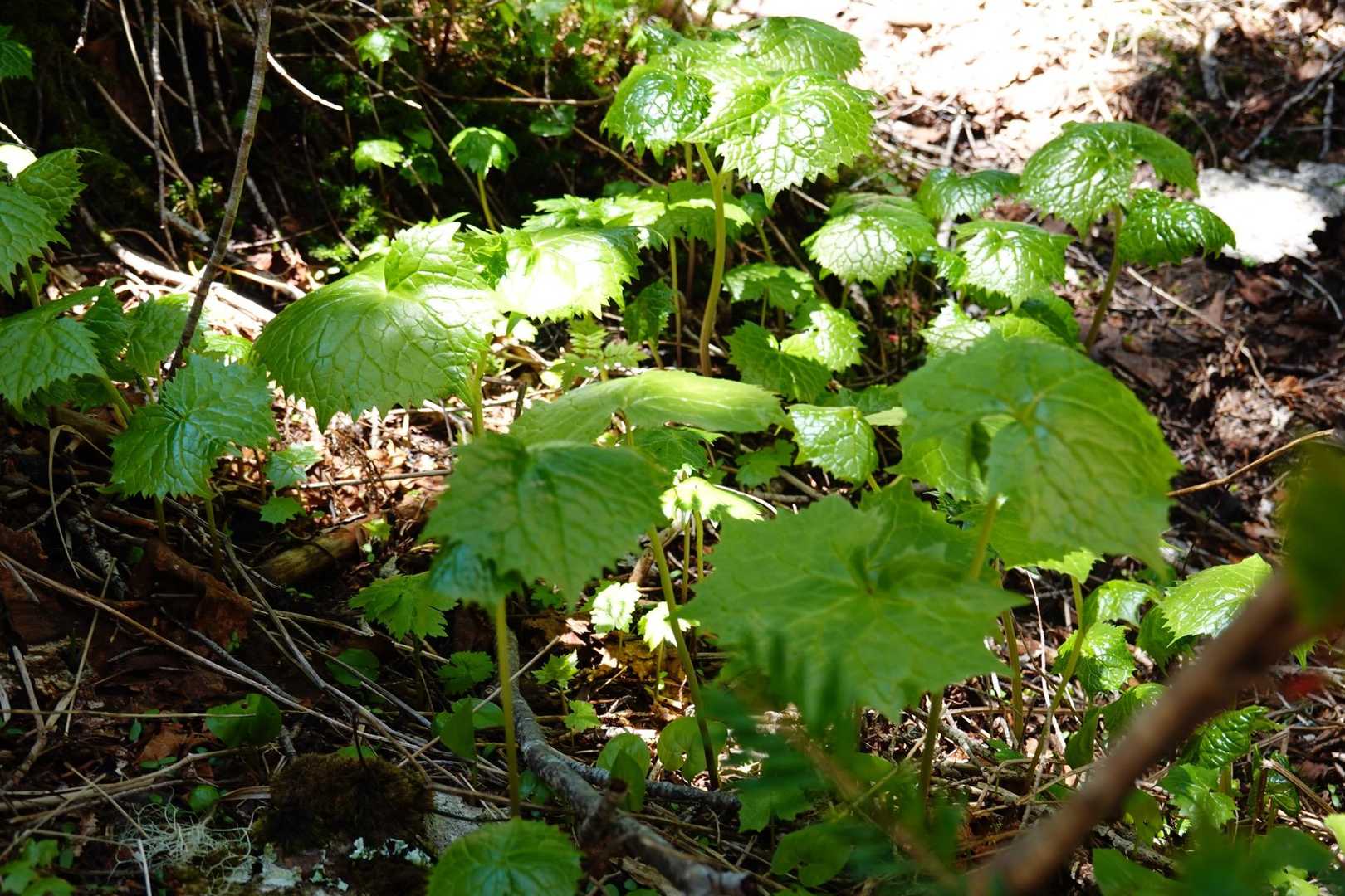 下山中に教えてもらったサンカヨウらしき葉っぱ
花は？