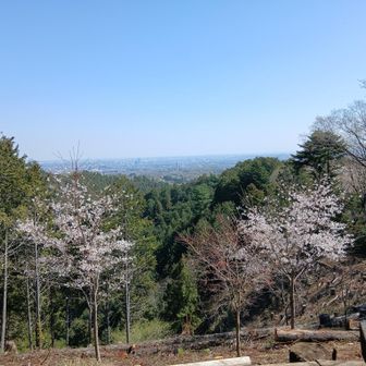 草戸山から八王子方面。新しい桜木が花を付けています🌸
おやつタイム🍌