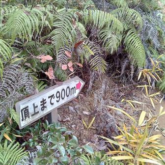 100mごとに標識がありました。