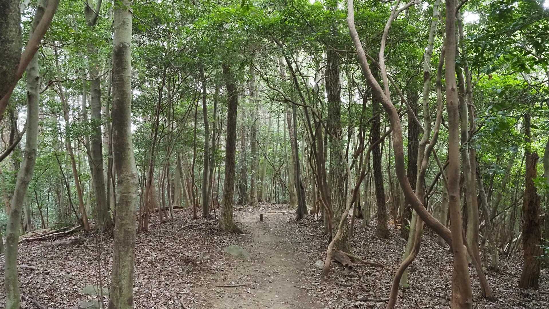 さて弥勒山へ　やや雨足が強まる☔️