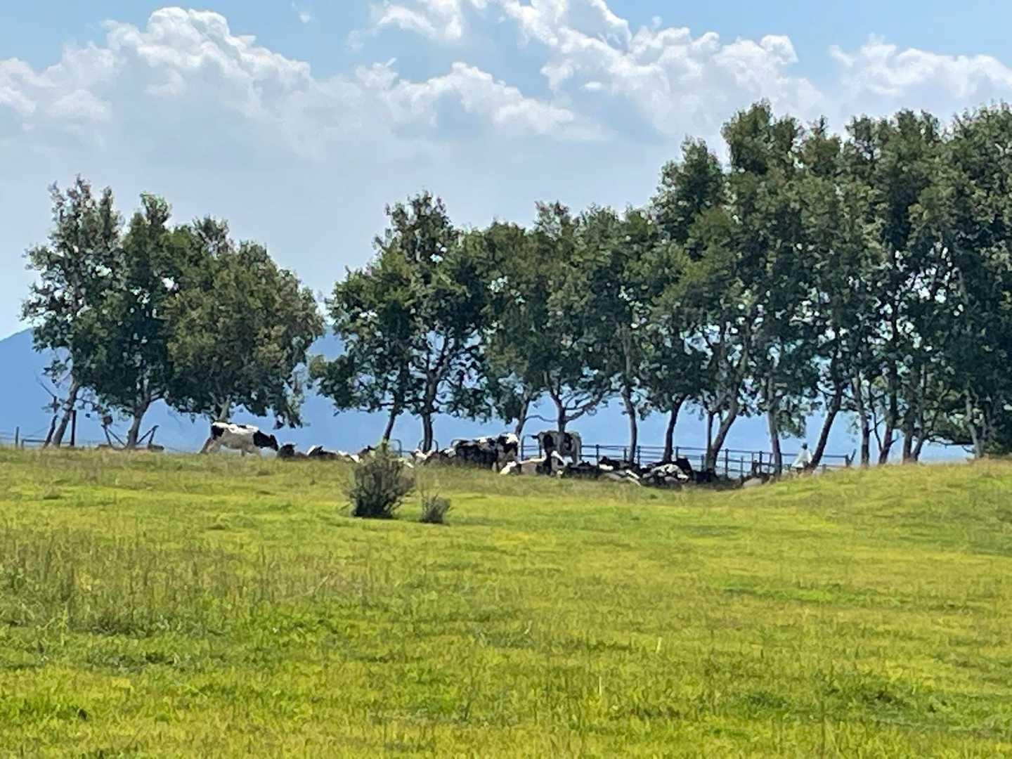 日陰で休んでいます🐂