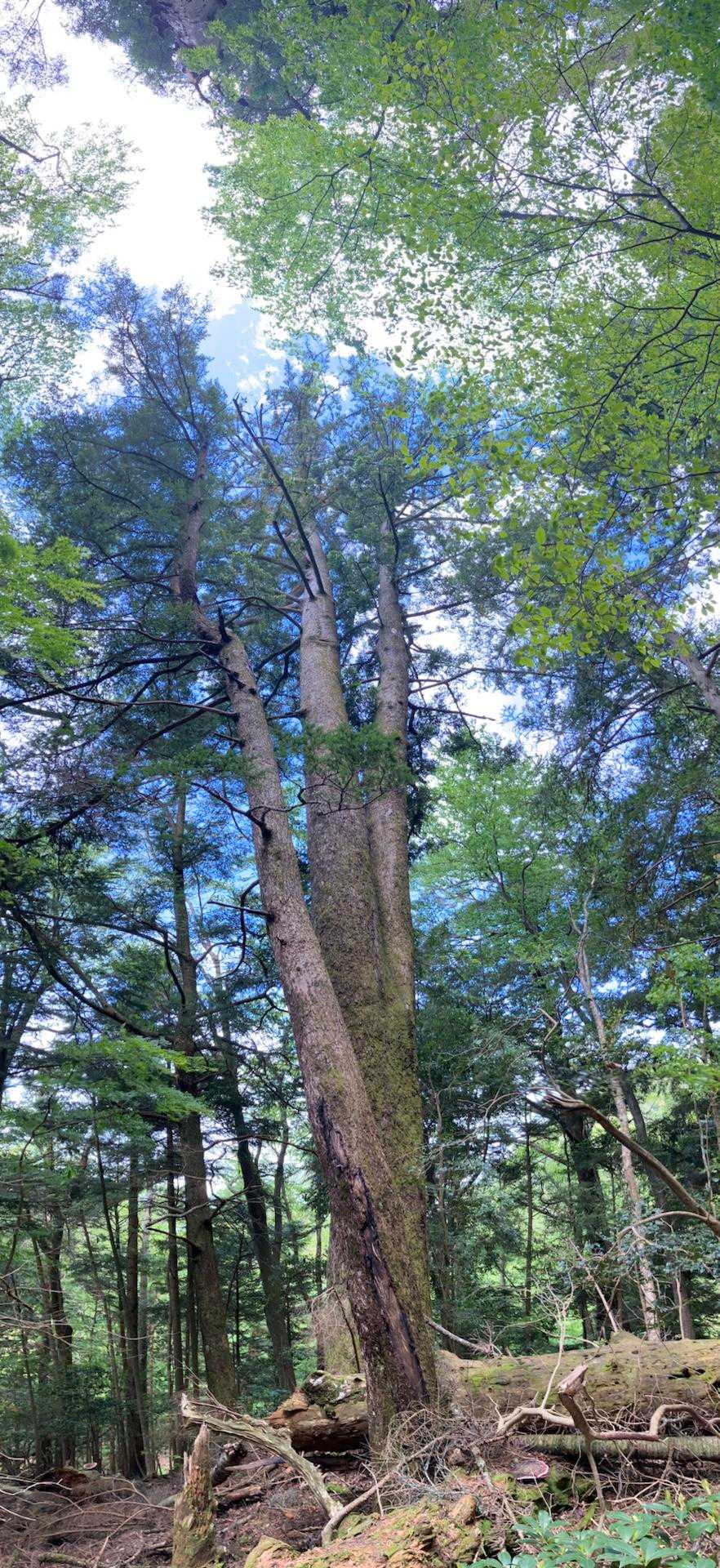 あまりの伸びやかさに、こちらも背筋が伸びます…ありがとう。