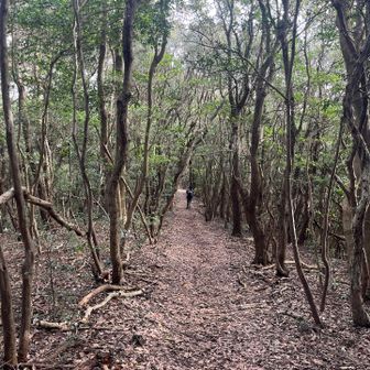 ずんずん先ゆく背中

滝頭山頂で待ってようかなぁって思ったんだけど
何があるのか好奇心も抑えきれず
先をゆく山友さんを追う