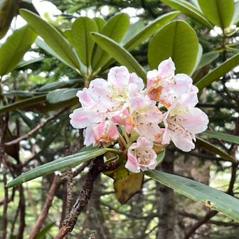 石楠花がキレイに咲いてました。