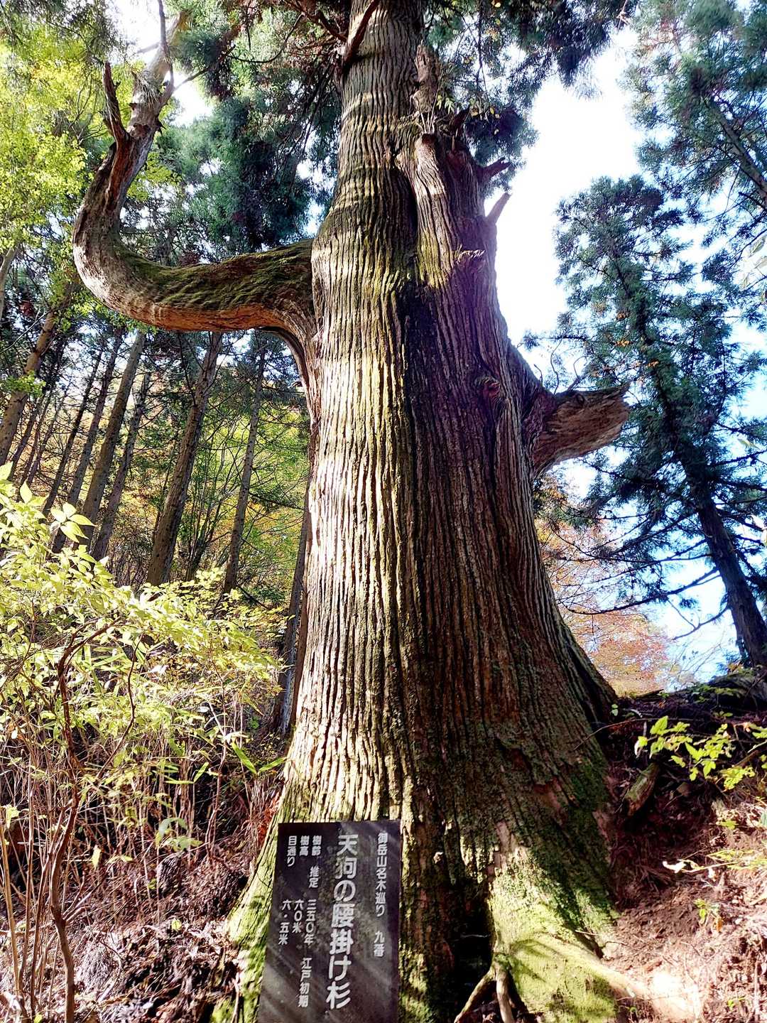 天狗の腰掛け杉👺