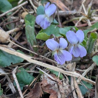 タチツボスミレ