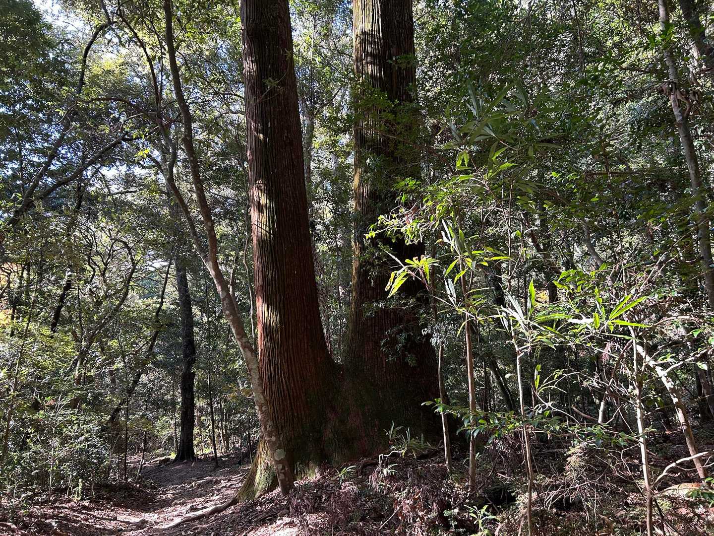 登り始めの杉の古木