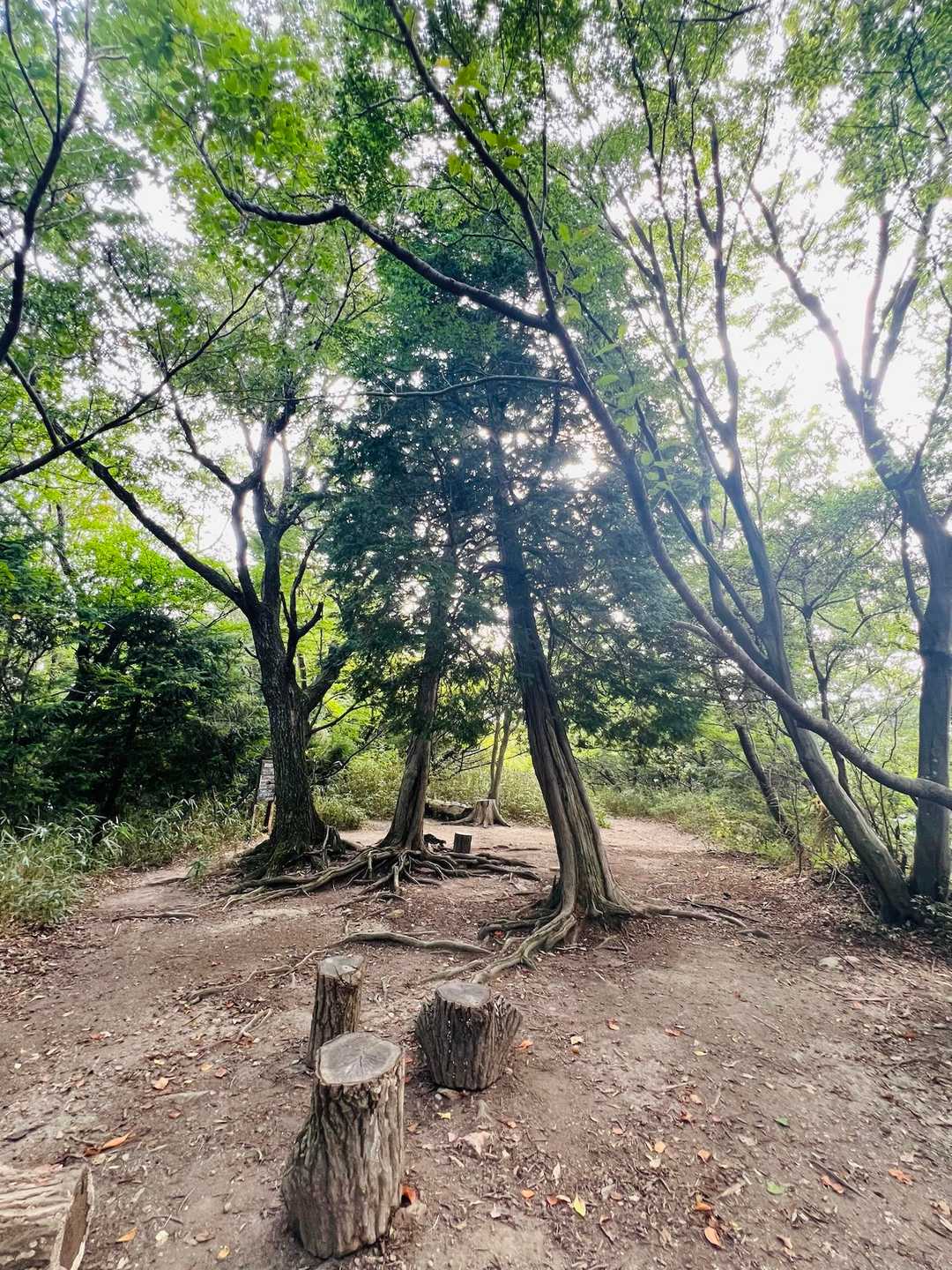 雄岳山頂広場😊
今日は木漏れ日なーし！！