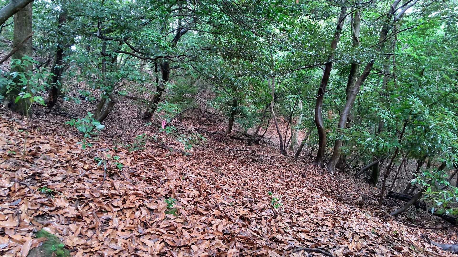 落ち葉に埋もれて登山道が見えにくい箇所もあります🍂でも、ピンクテープがこまめにあるんで、よく見ると分かると思います
