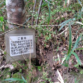 大事にしてくださいではなく大事に育ってほしいと思いますってのがミソ