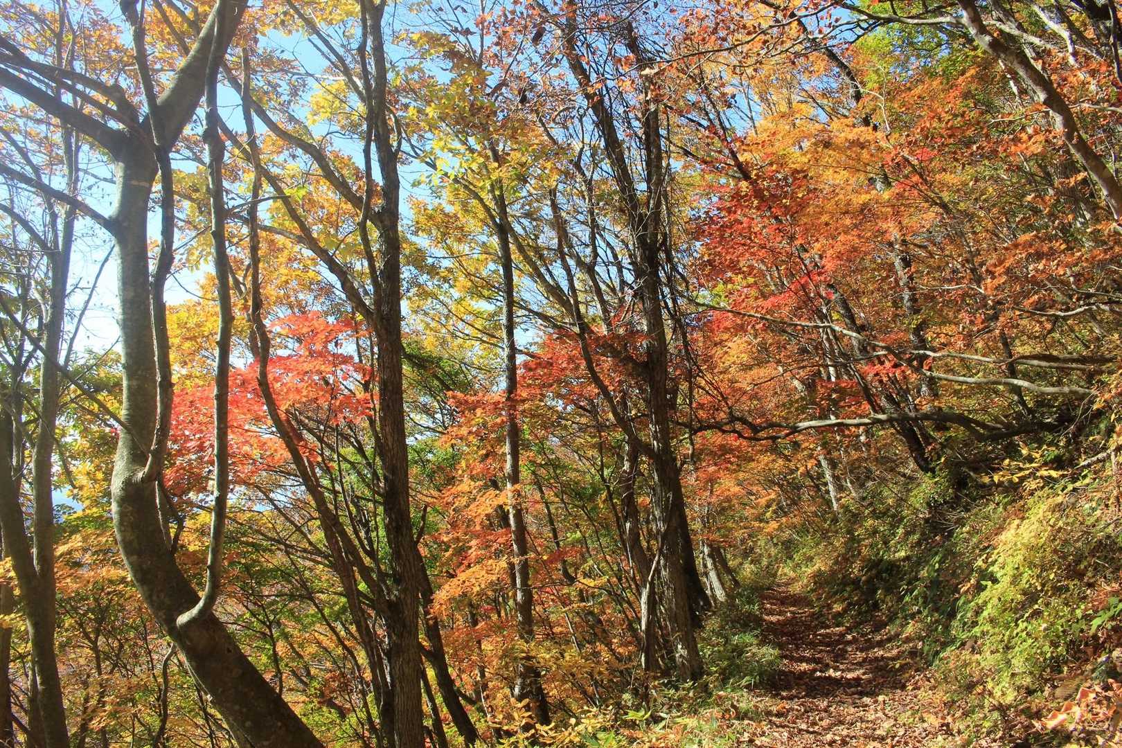 三沢山-面白山-中面白山 周回コースの写真